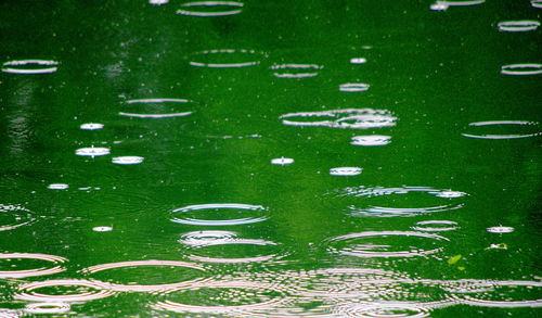 Full frame shot of green leaf