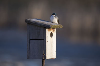 Cute male tree swallow sitting on top of wooden birdhouse in sunny early spring morning