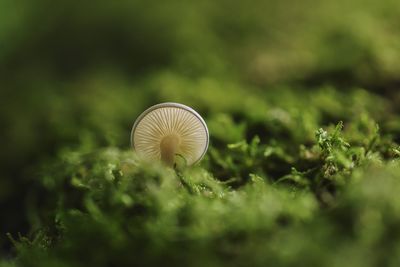 Close-up of mushroom growing on field