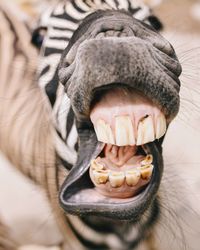 Close-up of zebra