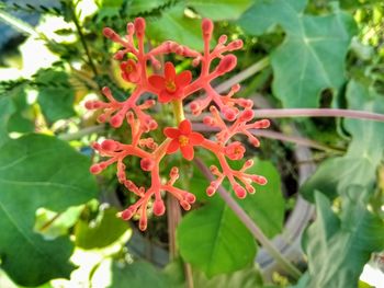 Close-up of red flowering plant