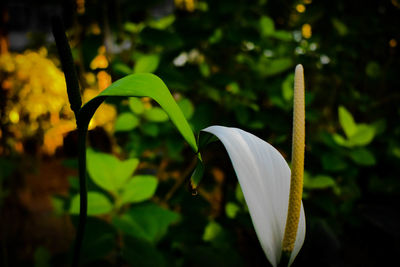 Close-up of white flower against blurred background