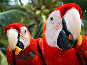 Close-up of parrot