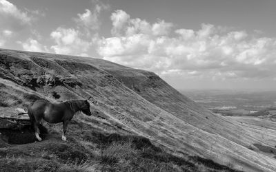 Horse standing on field against sky