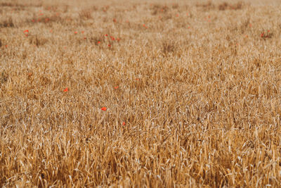 Full frame shot of wheat field