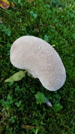 Close-up of mushroom on grass