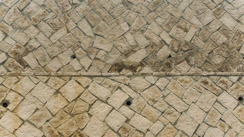 High angle view of a bird