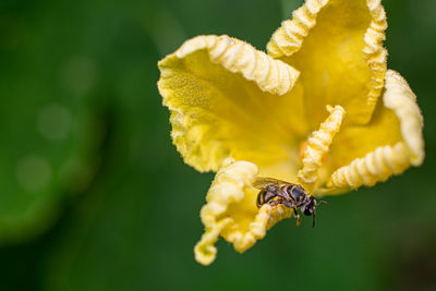 Close-up of insect on yellow flower