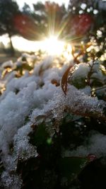 Close-up of snow on leaf during winter