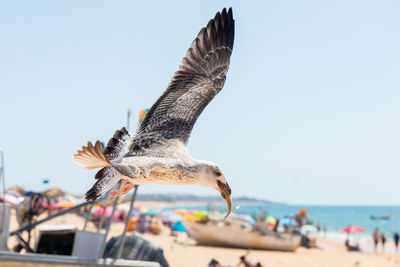 Seagulls flying over sea against clear sky