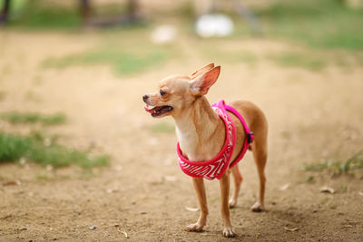 Portrait of dog running on field