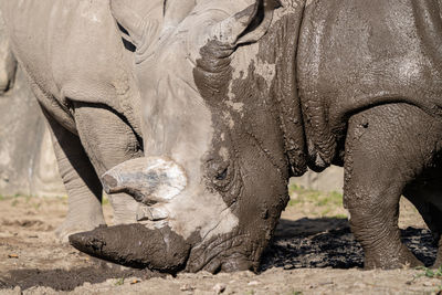 Adult white rhino gets a close up portrait while enjoying a day of relaxing in the mud