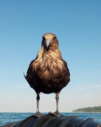 Close-up of bird perching against clear sky