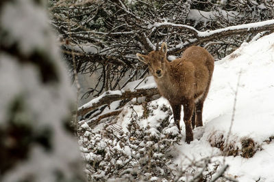 Deer on snow covered field