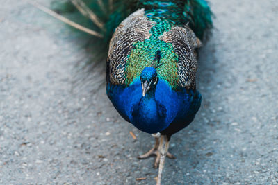 High angle view of a peacock