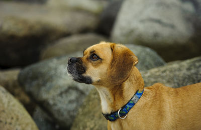 Close-up of dog outdoors