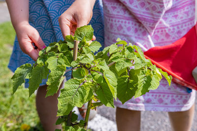 Midsection of woman holding leaves