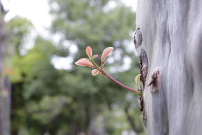 Close-up of flowering plant against tree