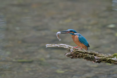 Close-up of bird perching on tree