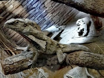 High angle view of lizard on wood