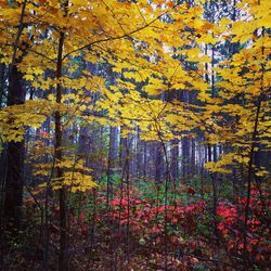 View of autumnal trees in forest