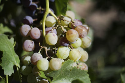 Close-up of grapes growing on plant