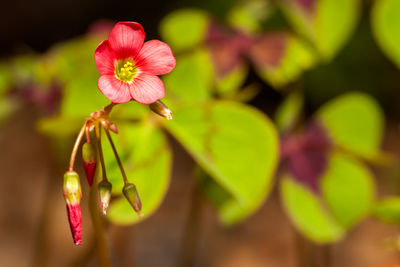 Close-up of pink flower blooming outdoors