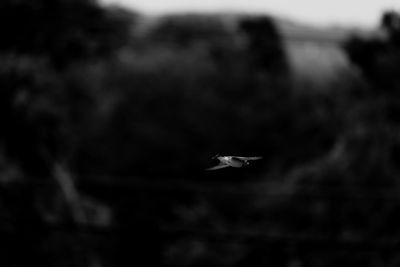 View of seagull flying