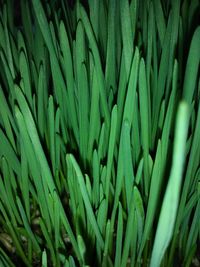 Full frame shot of green plants