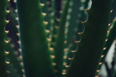 Close-up of cactus