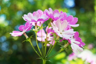 Close-up of pink flowers blooming outdoors