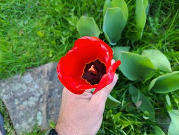 Close-up of hand holding red rose flower