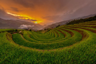 Scenic view of agricultural field against sky during sunset