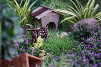 View of purple flowering plants