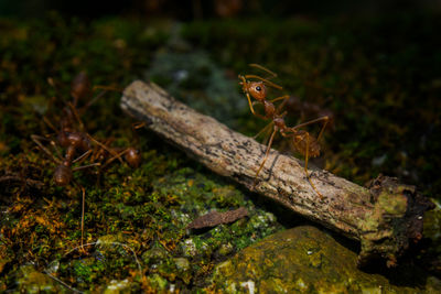 Close-up of ants by stick on field