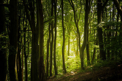 Trees in forest