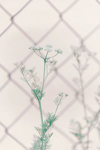 Close-up of flowering plant against fence