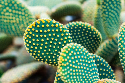 Close-up of multi colored cactus