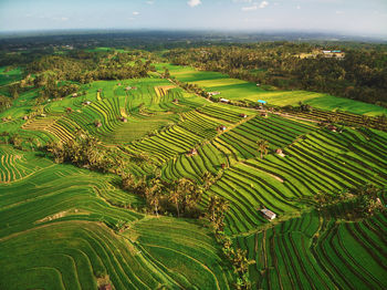 High angle view of rice field