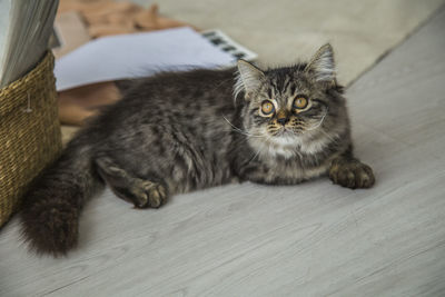 Portrait of cat relaxing on floor at home