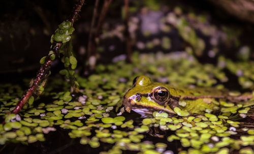 Close-up of frog in lake