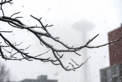 Low angle view of wet tree against sky during rainy season