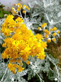 Close-up of yellow flowering plant