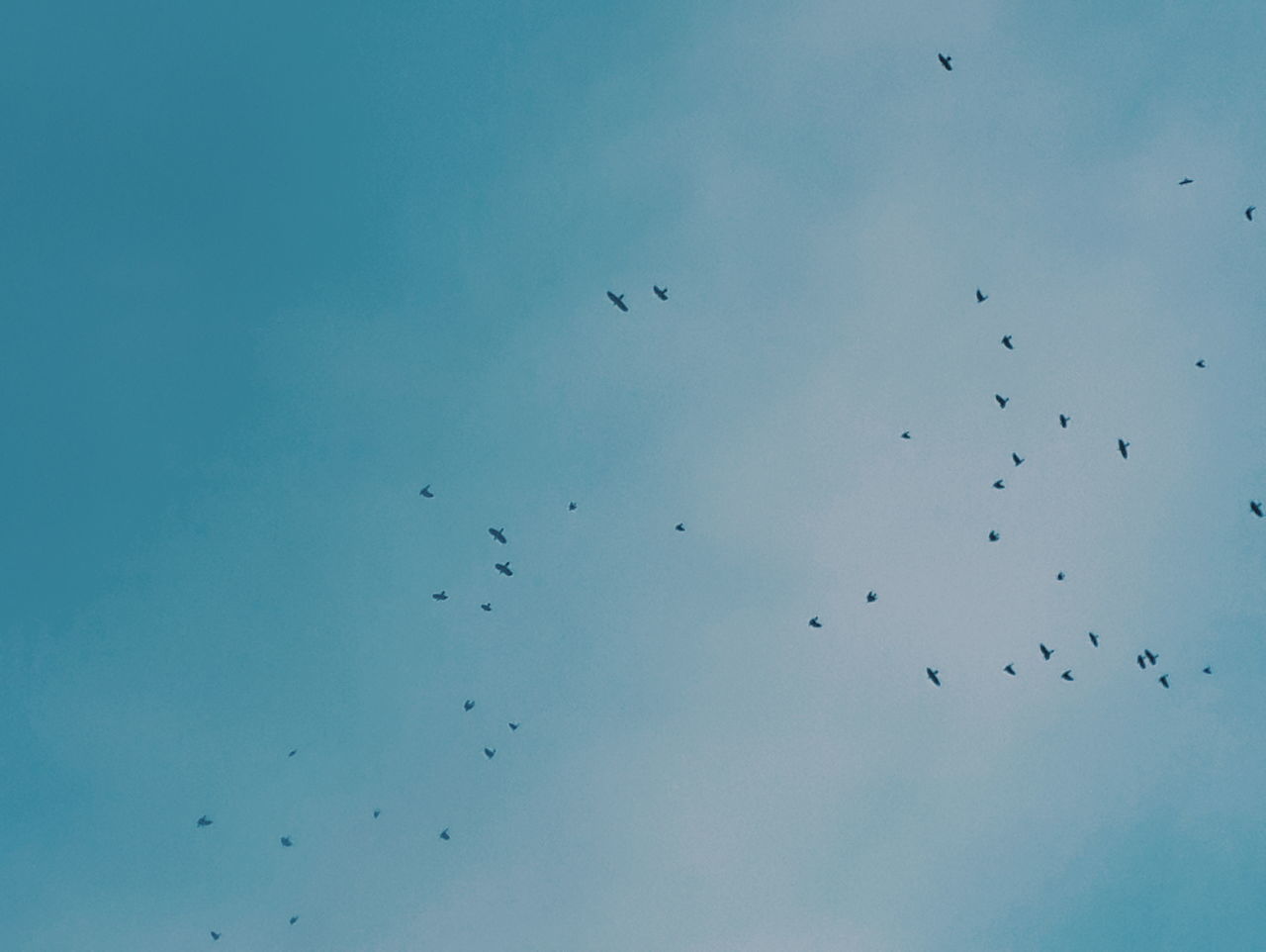 bird, flying, animal themes, animals in the wild, low angle view, wildlife, flock of birds, sky, mid-air, spread wings, nature, blue, silhouette, clear sky, medium group of animals, beauty in nature, outdoors, day, no people