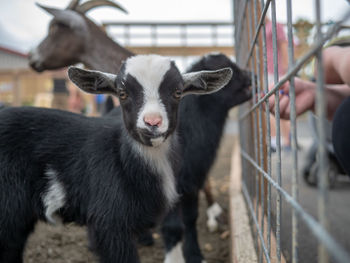 Portrait of goat