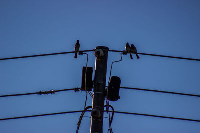 Low angle view of birds on cable against sky