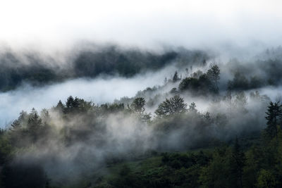 Trees in forest against sky