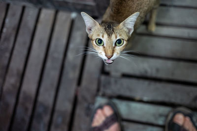 High angle portrait of cat on floor