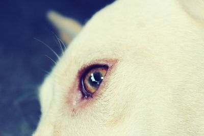 Close-up portrait of dog