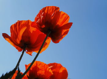 Close-up of orange poppy against blue sky